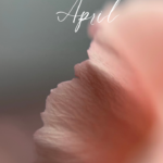 4～6月限定キャンペーン更新しました